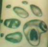 creepy skull inside of a paw print tattoo