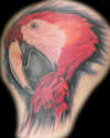 Macaw tattoo