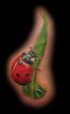 ladybird tattoo