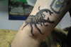 Stag Beetle tattoo