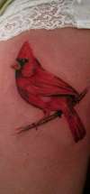 Young Cardinal tattoo