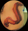 eel tattoo