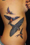 Barn Swallows in Flight tattoo