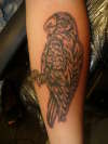 "Disco Biscuit" parrot tattoo