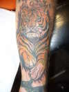tiger cover-up tattoo
