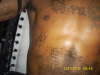 Bird ( add on) tattoo