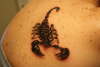 Scorpion tattoo