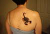 Scorpion2 tattoo