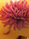 dahlia tattoo