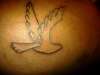 dove bird tattoo