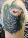 parrot tattoo