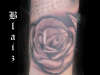 gray rose tattoo