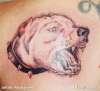 Pit Bull tattoo