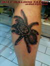 spider tattoo