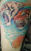 Nearly finished underwater tiger tattoo