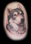 Huskie tattoo