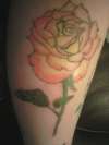 rose tattoo