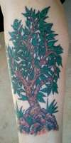 Tree tattoo