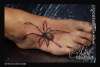 Spider tattoo