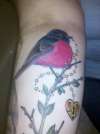pink robin on  vine #2 tattoo
