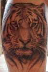 Tiger tattoo