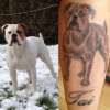American bulldog tattoo