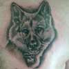 german shepard, portrait tattoo