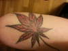 Japanese maple leaf tattoo