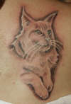cat. tattoo