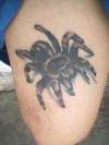 Tarantula tattoo