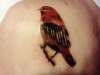 Red Finch tattoo