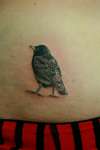 Bird tattoo