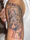 Asian White Tiger tattoo