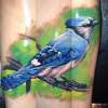 Blue jay tattoo