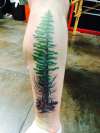 Redwood Tree tattoo