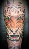 Tiger tattoo 2nd session