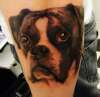 boxer dog tattoo
