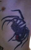 little spider tattoo