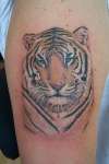 Tigers head I did 3 yrs ago tattoo