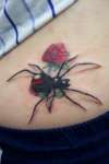 Put spider over old work ... tattoo