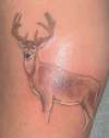 Buck tattoo