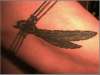 featherband tattoo