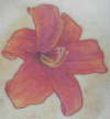 My pink day lily - flower tattoo