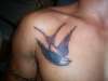Close up Swallow tattoo