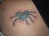 spider tattoo