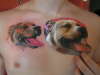 pitbull tattoo