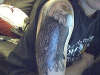 Bald Eagle tattoo