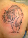 black'n'grey tiger tattoo