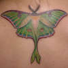 Luna moth tattoo