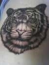 tiger head 2 tattoo